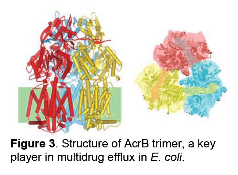 3-Understanding-the-mechanism-of-membrane-.png